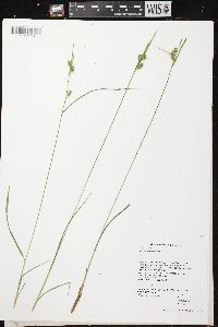 Carex pallescens image