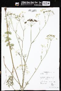 Pimpinella saxifraga image