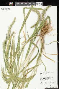 Setaria faberi image