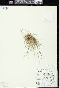 Eragrostis pectinacea var. pectinacea image