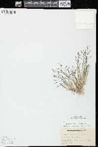 Eragrostis pectinacea var. pectinacea image