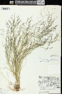 Eragrostis pectinacea var. pectinacea image