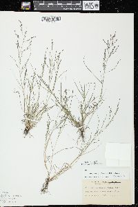 Eragrostis pectinacea var. pectinacea image