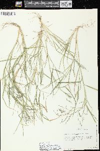 Eragrostis pectinacea var. pectinacea image