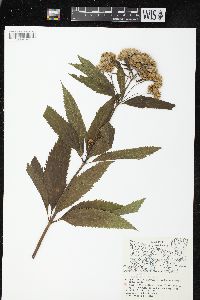 Eupatorium perfoliatum var. perfoliatum image