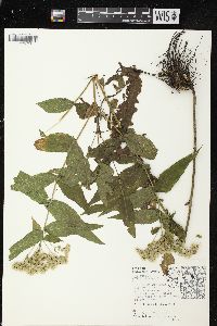 Eupatorium perfoliatum var. perfoliatum image