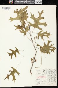 Quercus ellipsoidalis image