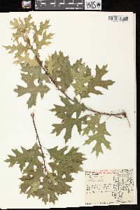 Quercus ellipsoidalis image