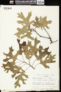 Quercus ellipsoidalis image