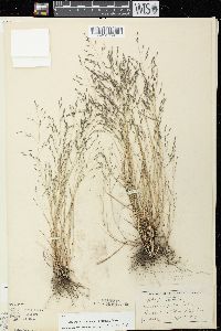 Eragrostis pectinacea var. pectinacea image