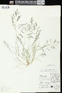 Eragrostis pectinacea var. pectinacea image