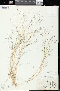 Eragrostis pectinacea var. pectinacea image