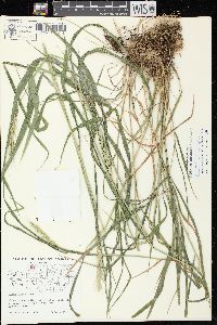 Elymus × ebingeri image