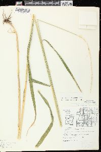 Elymus diversiglumis image