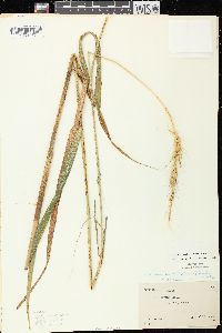 Elymus diversiglumis image