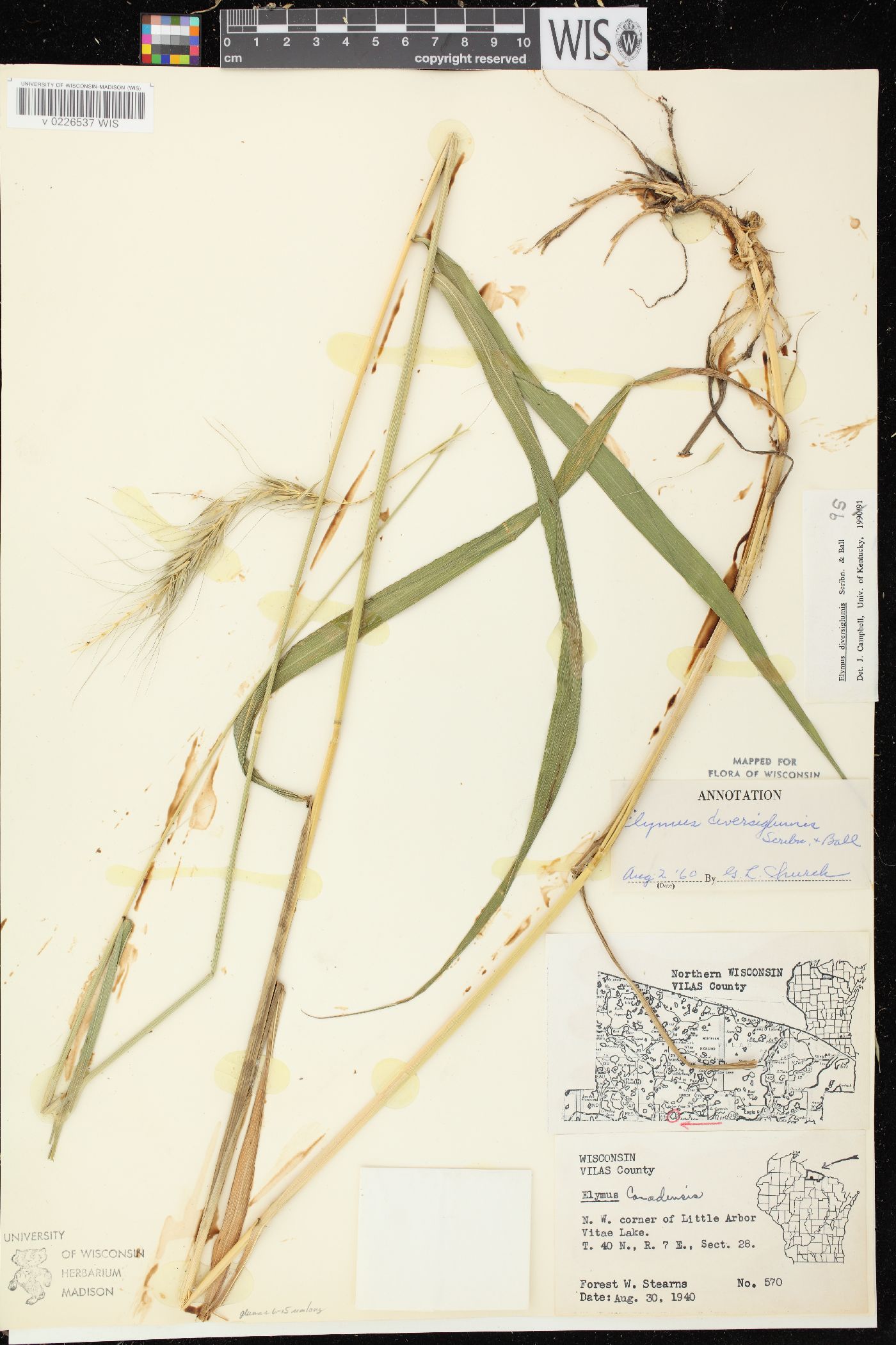 Elymus diversiglumis image