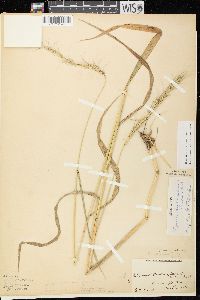 Elymus diversiglumis image