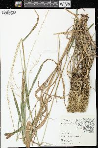 Elymus hystrix image