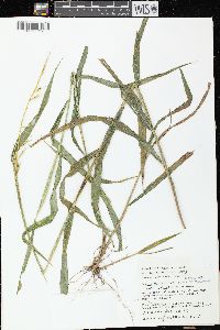 Elymus hystrix image