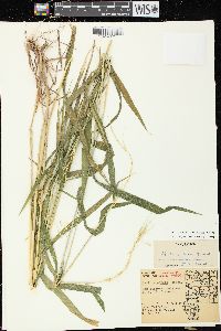 Elymus hystrix image