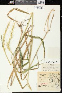 Elymus hystrix image