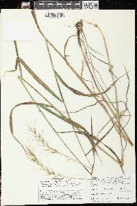 Elymus hystrix image