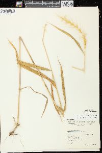 Elymus hystrix image