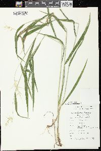 Elymus hystrix image