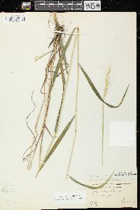 Elymus hystrix image