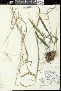 Elymus hystrix image