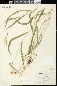 Elymus hystrix image