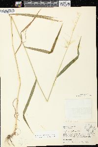 Elymus hystrix image