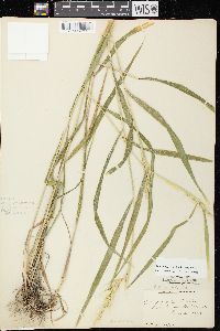 Elymus hystrix image