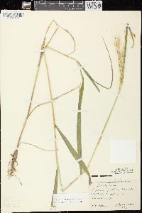 Elymus hystrix image