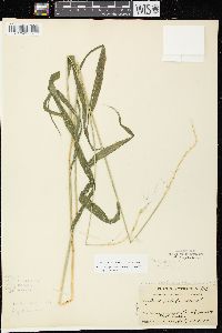 Elymus hystrix image