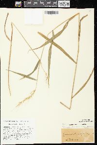 Elymus hystrix image