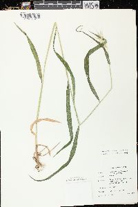 Elymus hystrix image