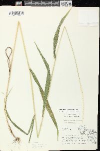 Elymus hystrix image