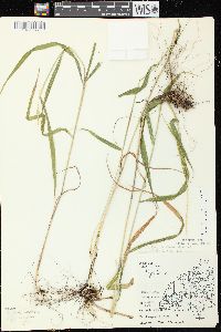 Elymus hystrix image