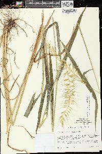 Elymus hystrix image