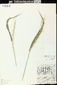 Elymus hystrix image