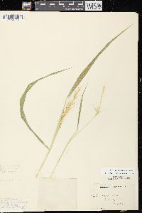 Elymus hystrix image