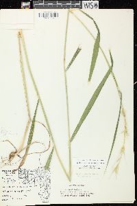 Elymus hystrix image