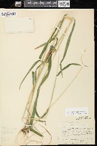 Elymus hystrix image