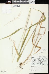 Elymus hystrix image