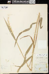 Elymus hystrix image