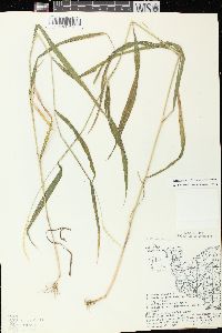 Elymus hystrix image