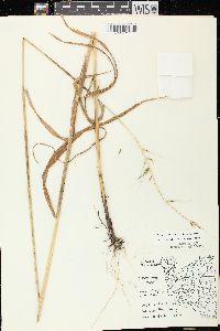 Elymus hystrix image