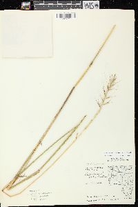 Elymus hystrix image