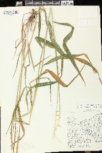 Elymus hystrix image